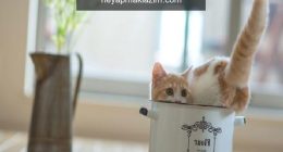 Bebe pudrasını hiç bu türlü kullandınız mı?