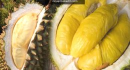 Durian meyvesinin faydaları nelerdir? Durian hangi hastalıklara iyi gelir? Durian nasıl tüketilir?