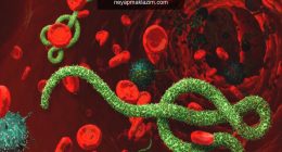 Ebola virüsü nedir? Ebola virüsü nasıl bulaşır? Ebola virüsünün belirtileri nelerdir?