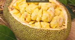 Jack fruit meyvesi nedir? Jack fruit meyvesinin faydaları nelerdir? Jack fruit meyvesi nasıl tüketilir?