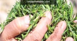 Kekik otunun faydaları nelerdir? Kekik çayı nasıl yapılır? Kekik yağı ne işe yarar?