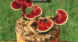 Reishi mantarının faydaları nelerdir? Reishi mantarı nasıl tüketilir?