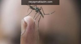 Dang Humması nedir? Dang Humman belirtileri nelerdir? Dang Humman nasıl bulaşır ve öldürür mü?